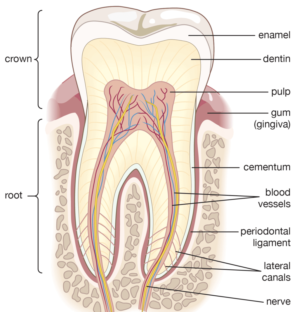 Structure of Teeth