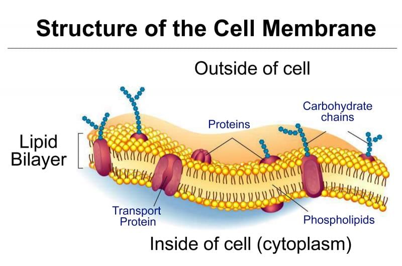 NCERT Summary: Summary of Biology - 1 | Science & Technology for UPSC CSE