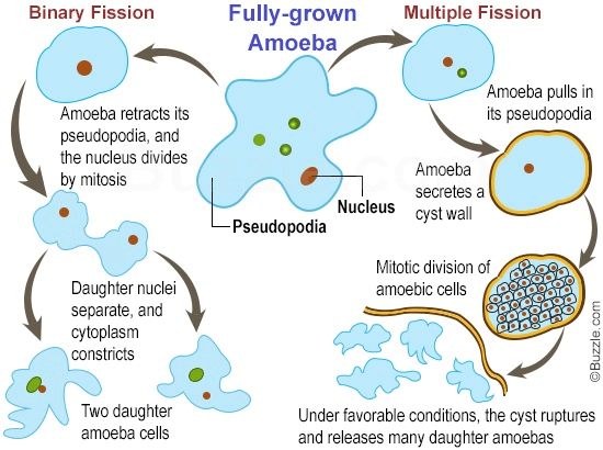 Amoeba Proteus - Class 11