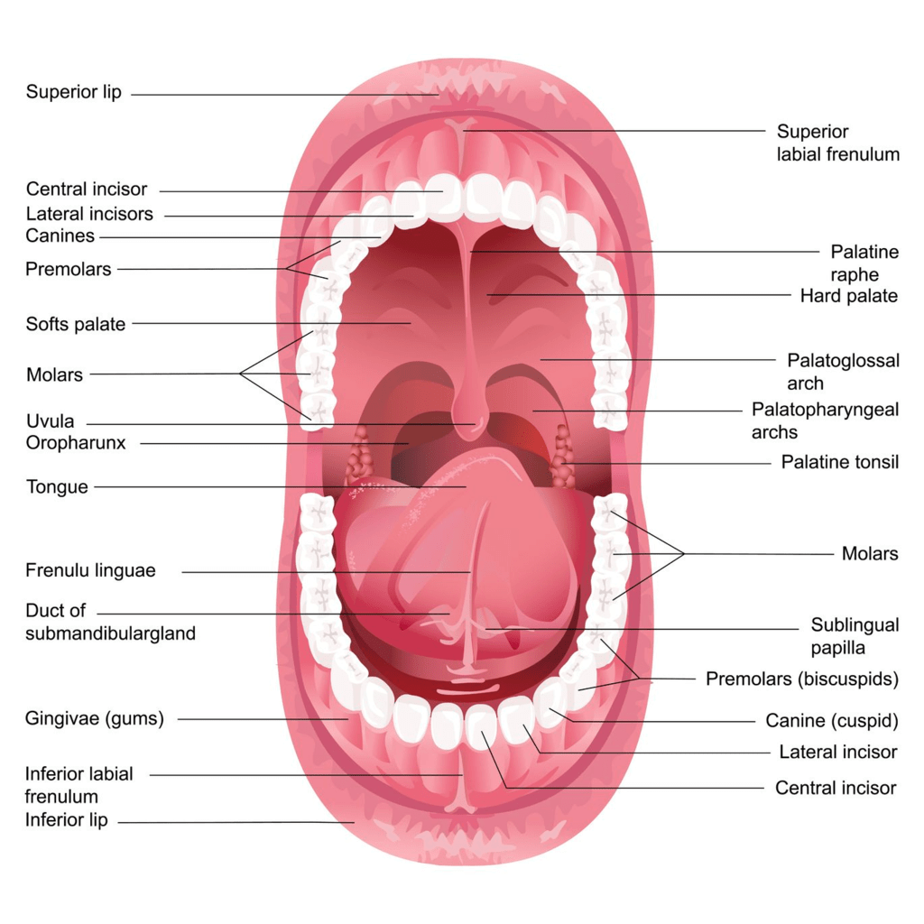 1. Mouth and Buccopharyngeal Cavity