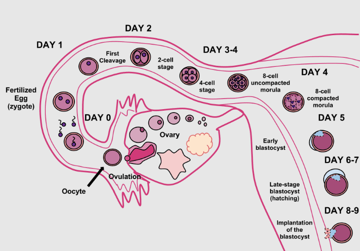 Process of Implantation