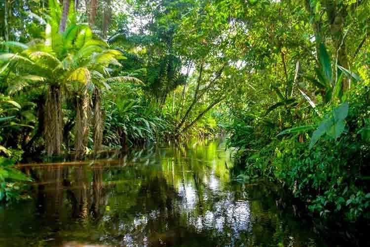  Tropical rain forest