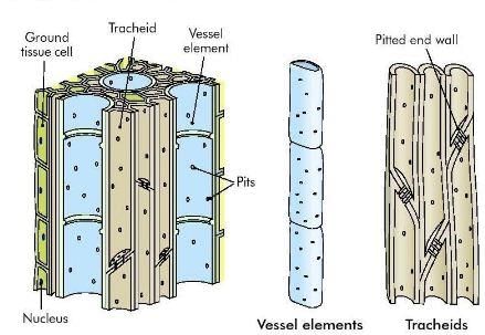 Fig: Xylem tissue