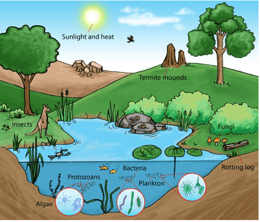 NCERT Solutions for Class 7 Social Science - Environment