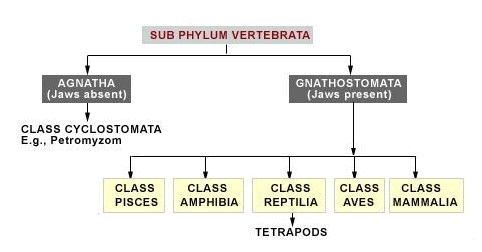 Subphylum - Vertebrata | Biology for JAMB