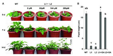 GA3 effect on plants