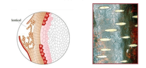 Respiration in Humans & Plants | Science Class 10