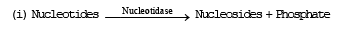 Chemical Digestion: Digestion of Food | Additional Study Material for NEET