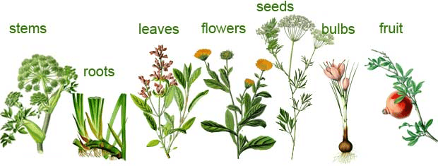 Food - Where does it Come from? Class 6 Notes Science