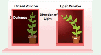 Class 10 Science: CBSE Sample Question Paper- Term I (2019-20) - 1 | Science Class 10