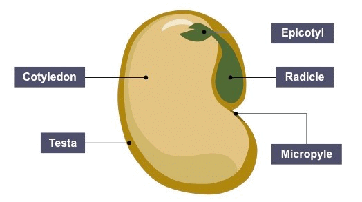 Structure of Bean Seed