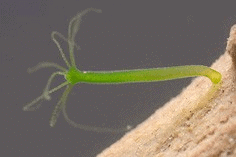 Hydra