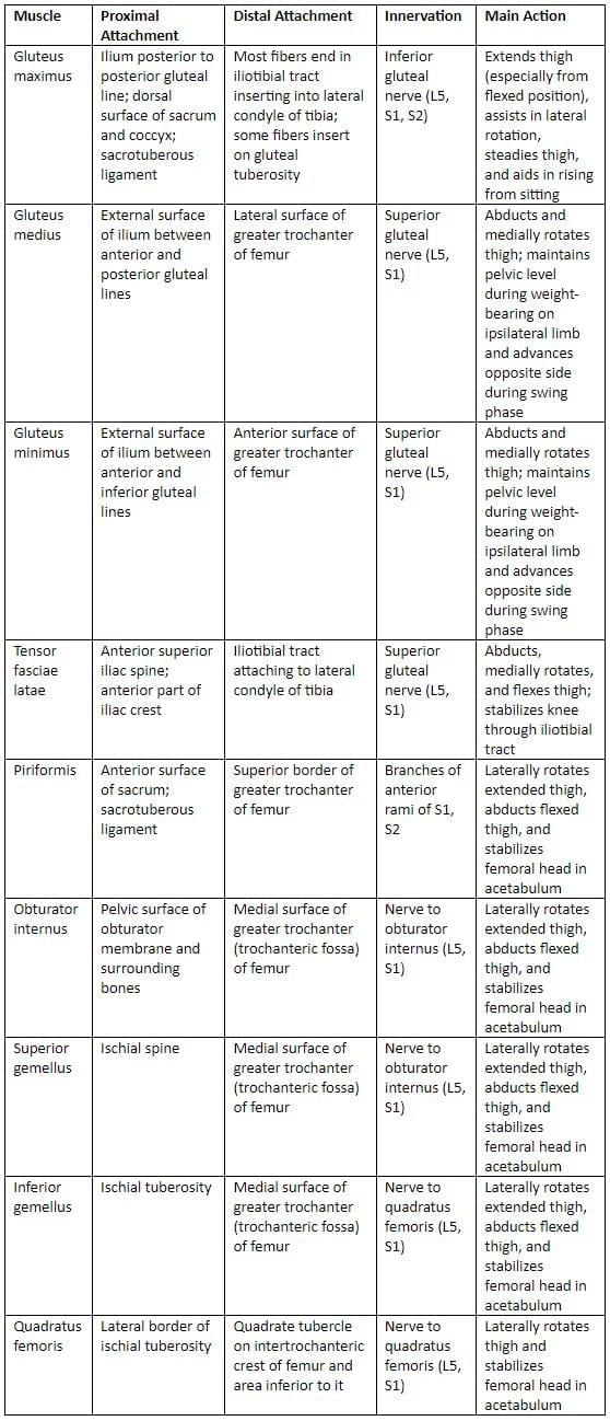 Lower Limb - 2 Chapter Notes | Anatomy - NEET PG