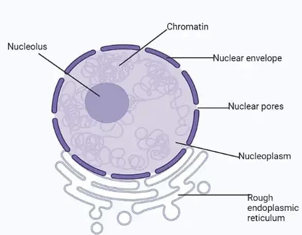 Cell and Cell Organelles Chapter Notes | Biology for SSS 1