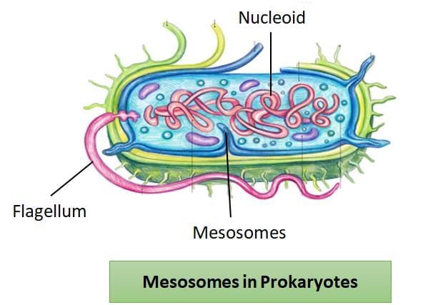 NEET Previous Year Questions (2016-2025): Cell: The Unit of Life | Biology Class 11