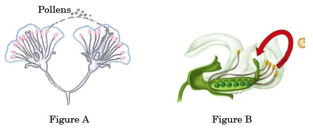 Case-Based Questions (4 Marks)