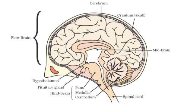 Cheat Sheet: Control and Coordination | Science Class 10