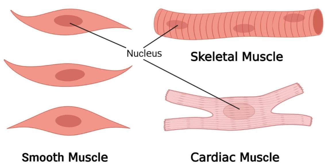3. Muscular Tissue (For Movement)