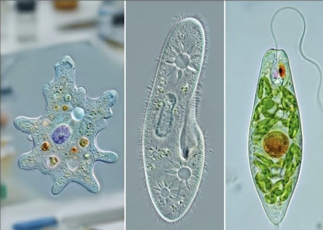 6.2 Kingdom Protista - Unicellular Eukaryotes