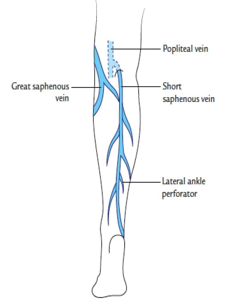Lower Limb - 2 Chapter Notes | Anatomy - NEET PG