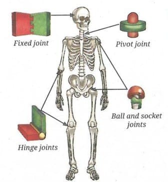 Types of Joints