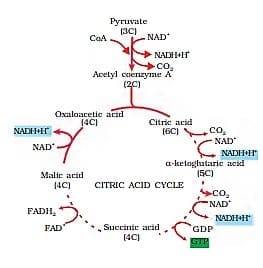 5.2.1 Steps of Krebs Cycle