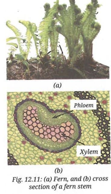 3. Pteridophyta - Adaptation to land and having structural transport system
