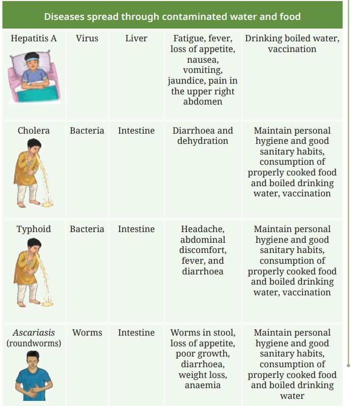 NCERT Based Activity: Health: The Ultimate Treasure | Science Curiosity Class 8 -  New NCERT