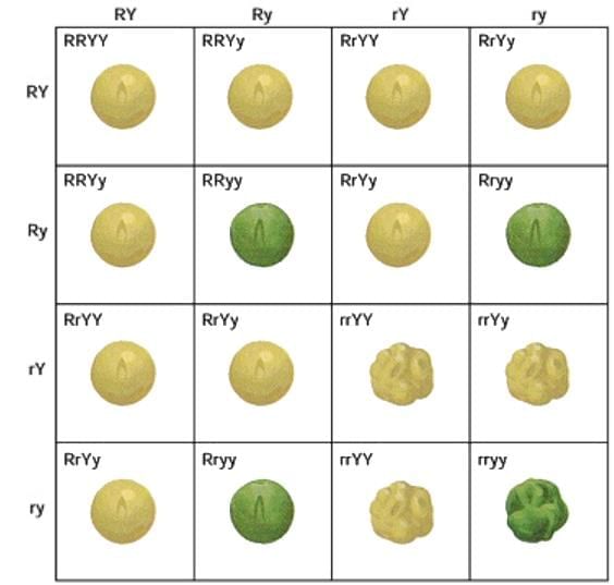 NEET Previous Year Questions(2016-25): Principles of Inheritance & Variation | Biology Class 12