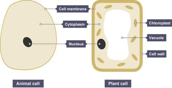 Unit Test (Solutions): The Invisible Living World: Beyond Our Naked Eye | Science Curiosity Class 8 -  New NCERT