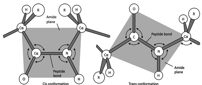 Cis And Trans Peptide Bonds