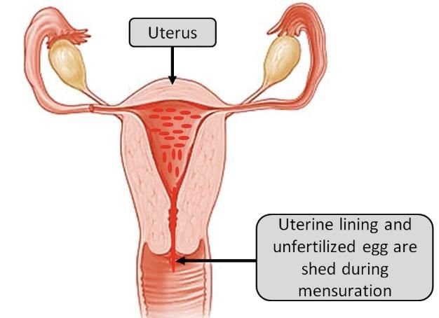Q7: When a girl is born, the ovaries already contain thousands of immature eggs. On reaching puberty, some of these start maturing. One matured egg is released every month by one of the ovaries. The two oviducts unite into an elastic bag-like structure known as uterus.(a) Write the site of fertilization in human female.  (1 Mark)(b) How does the uterus prepare itself to receive and nurture the growing embryo? Explain.  (1 Mark)(c) (i) What happens when the egg is not fertilized?  (2 Marks)OR(c) (ii) How does the developing embryo get nutrition from the mother`s blood? Explain.  (2 Marks)