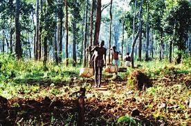 Class 9 History Chapter 4 Question Answers - Forest Society and Colonialism