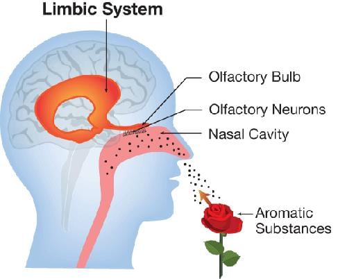 Revision Notes: Sense Organs | Biology for SSS 3