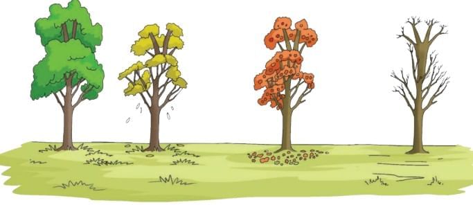 Rhythms of Nature Chapter Notes | Our Wondrous World  Class 5 - New NCERT