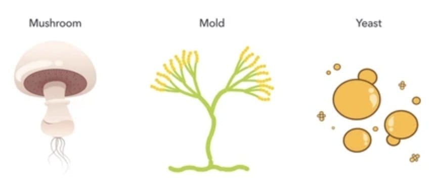6.3 Kingdom Fungi - Multicellular, Heterotrophic Eukaryotes with a Cell Wall