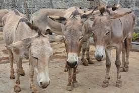 The Donkey Class 4 Worksheet English
