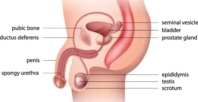 Revision Notes: The Reproductive System | Biology and Biochemistry for MCAT