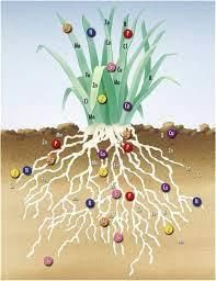 Plant Life - 1 Class 5 Worksheet Science