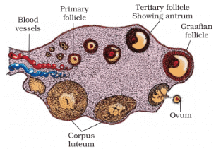 Draw a labelled diagram of a section through ovary.