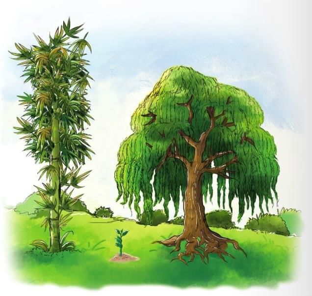 The Generous Willow Tree Chapter Notes | English Class 3 ICSE