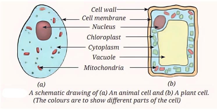 Important Diagrams: The Invisible Living World: Beyond Our Naked Eye | Science Curiosity Class 8 -  New NCERT