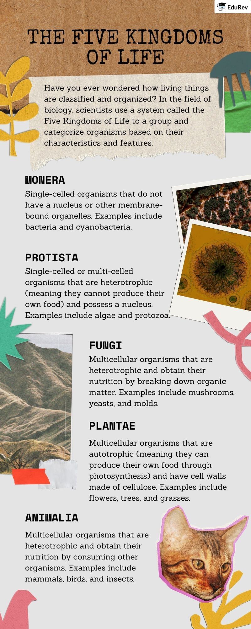 Infographics: Five Kingdom Classification | Biology Class 11 - NEET