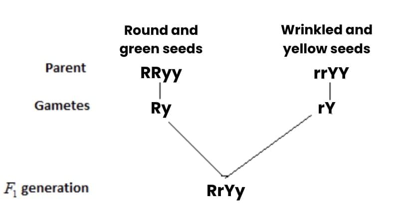 Previous Year Questions 2025