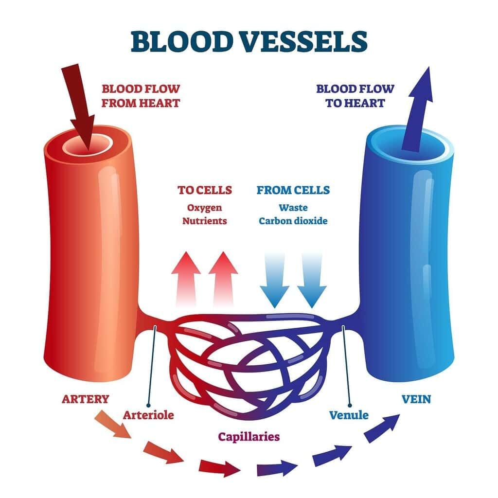 Class 10 Science Practice Question Answers - Circulatory System