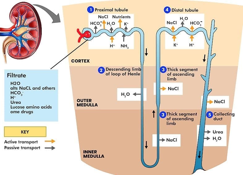 Urine Formation