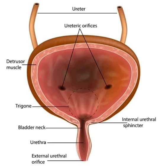 The bladder
