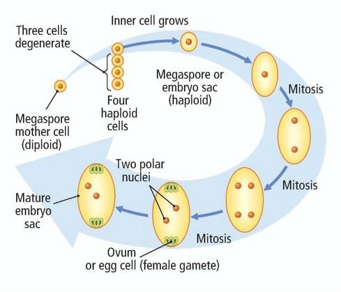 In ovule, meiosis occurs in | Biology Questions