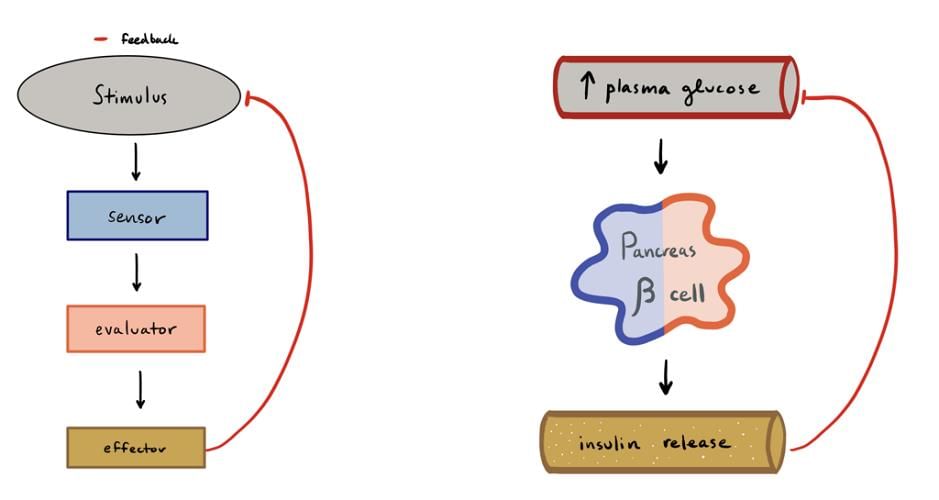 Revision Notes: Endocrine Glands - The Producers of Chemical Messengers | Biology Class 10 ICSE