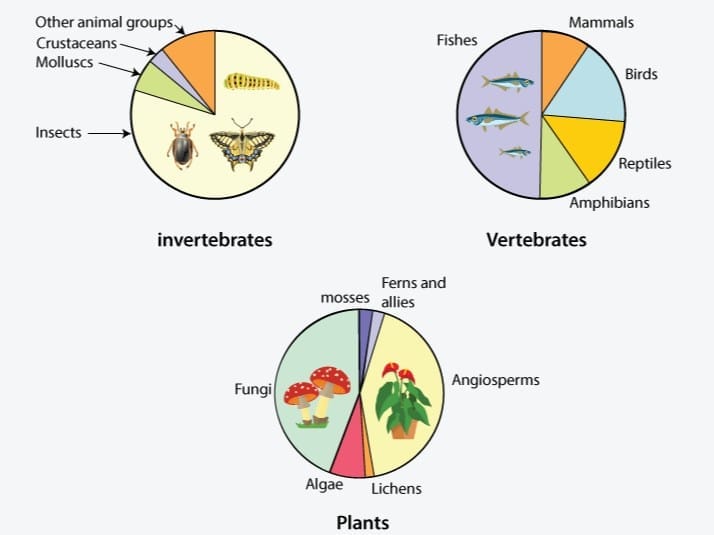 c. Fungi diversity